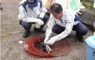 TY主催の森林づくり、外来種駆除への参加